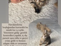 Bu güzel kıza yuva tekir