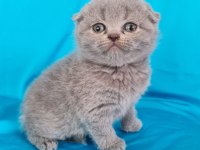 Scottish fold yavrular sahibinden