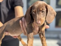 Petmode köpek çiftliğinden dachshund yavrumuz