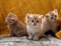 Golden British Longhair Güzellikler