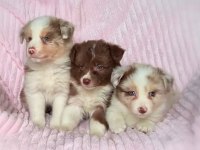 Her renk border collie yavru
