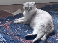 Çok tatlı kedimizi sahiplendiriyoruz