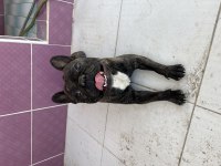 French Bulldog Oğluma Eşleşmesi İçin Dişi Arıyorum