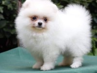 Pomeranian spitz yavruları