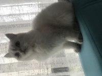 1 yaşında Dişi british shorthair