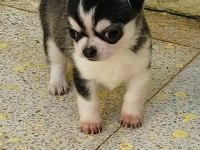 TEACUP ERKEK CHİHUAHUA YAVRU