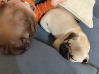 Pug yavru orijinal 2 buçuk aylık