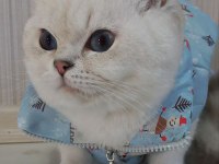 Full Şecereli Safkan Yavrularımız British Shorthair