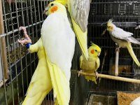 Bilezikli Orjinal Sultan Papağanları