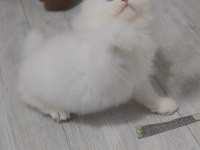British longhair Kedisi