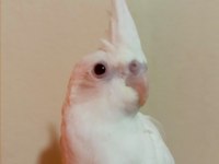 55 günlük full evcil albino kırmızı göz sultan papağanı