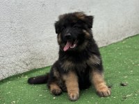 Şecereli anatomi harikası alman kurdu yavrular