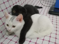 2 aylık british shorthair serik