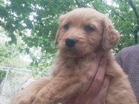 İki aylık golden retriever yavrular