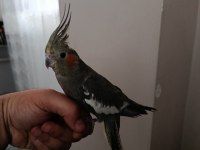 6 aylık dişi ele alışık sultan papağanı