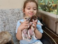 TEACUP ELMA KAFA CHİHUAHUA (ŞİVAVA) BEBEKLER