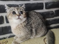 5 aylık dişi golden black ny25 british shorthair