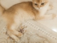Golden boy ny12 5, 5 aylık