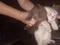 2 aylık scottish fold yavrumuz bilgi wp den verilecektir