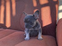 MÜKEMMEL KALİTE BLUE TAN DİŞİ FRENCH BULLDOG