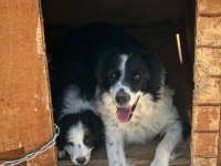 Köpeğimiz Leomuza iyi bakacak bir yer arıyoruz