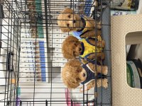 Minik suratlı toy poodle bebeklerimiz