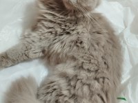 British Longhair Kedisi