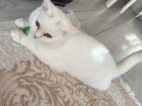 7 AYLIK ERKEK KEDİMİZİ ÜCRETSİZ SAHİPLENDİRMEK