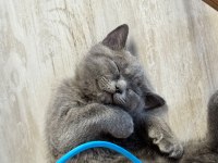 Anne ve baba scottish dişi kedi uyguna verilecek
