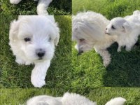 Maltese terrier yavrularız orjinal ırk garantilidir