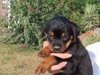 Rottweiler Yavrularımız