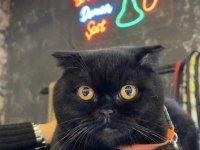 Yakışıklı scottish fold oğluma yuva arıyorum