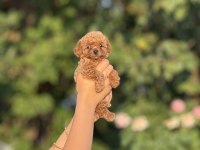 En Küçük Boy Teacup Bebekler