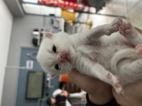 Yavru scottish fold sahiplendirme