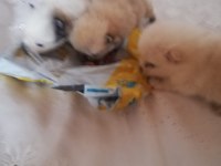 Acil verilecektir pomeranian erkek 3 yavru