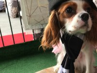 Cüce Cavalier King Charles Spaniel