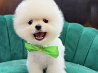 Ayı surat teddy bear boo yavrular