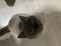 British shorthair paşa yeni yuvasını arıyor