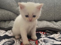 Safkan british shorthair dişi yavru yeni yuvasını arıyor