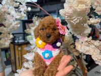 Toy garantili poodle bebekler