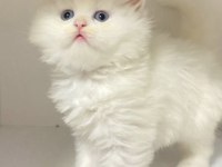 British longhair kar beyaz ve tabby yavrular