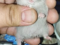 UZUN TÜY TEDDY BEAR HAMSTER YAVRULAR