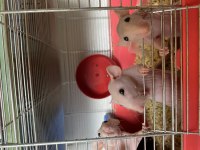 Naked Rattus
