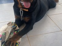 Rottweiler