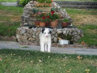 Bluw Merle Border Collie