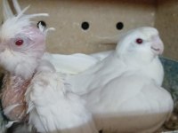 1 Yaş Erkek Albino 1 Yavru Albino Sultan Papağanı