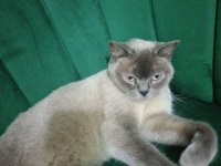 British Shorthair Blue Point