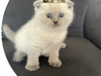Orjinal sağlıklı garantili scottish fold yavrular