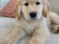 Evinizin Neşesi Doberman Her Yere Kapıda Öde
