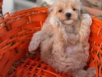 Erkek 0 numara maltipoo yavrumuz